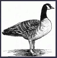 CANADA GOOSE     "Rio Solado Field Guide of Birds (2007)"    Pen and ink on paper