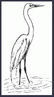 EGRET     "Rio Solado Field Guide of Birds (2007)"       Pen and ink on paper
