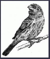 FINCH     "Rio Solado Field Guide of Birds (2007)"          Pen and ink on paper