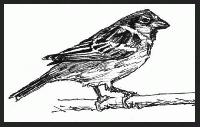 Finch 2     "Rio Solado Field Guide of Birds (2007)"       Pen and ink on paper