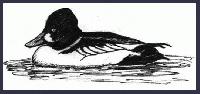 GOLDENEYE     "Rio Solado Field Guide of Birds (2007)"         Pen and ink on paper