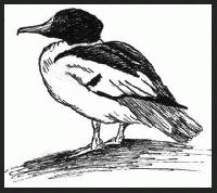 Goldeneye 2    "Rio Solado Field Guide of Birds (2007)"       Pen and ink on paper