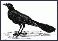 GRACKLE        "Rio Solado Field Guide of Birds (2007)"    Pen and ink on paper
