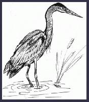 BLUE HERON  "Rio Solado Field Guide of Birds (2007)"    Pen and ink on paper
