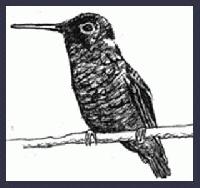 HUMMING BIRD        "Rio Solado Field Guide of Birds (2007)"     Pen and ink on paper