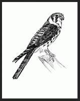 Kestrel     "Rio Solado Field Guide of Birds (2007)"       Pen and ink on paper