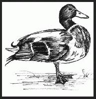 Mallard      "Rio Solado Field Guide of Birds (2007)"       Pen and ink on paper