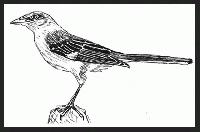 MockingBird  "Rio Solado Field Guide of Birds (2007)"       Pen and ink on paper