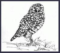 OWL         "Rio Solado Field Guide of Birds (2007)"     Pen and ink on paper