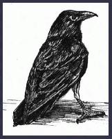 RAVEN    "Rio Solado Field Guide of Birds (2007)"       Pen and ink on paper