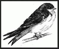 Starling  "Rio Solado Field Guide of Birds (2007)"       Pen and ink on paper
