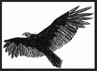 Vulture     "Rio Solado Field Guide of Birds (2007)"       Pen and ink on paper