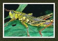 GRASSHOPPER      Acrylic on canvas